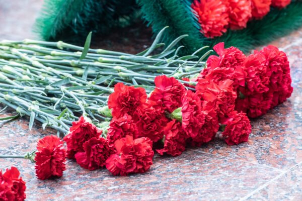 carnations red/  20pcs/bundle