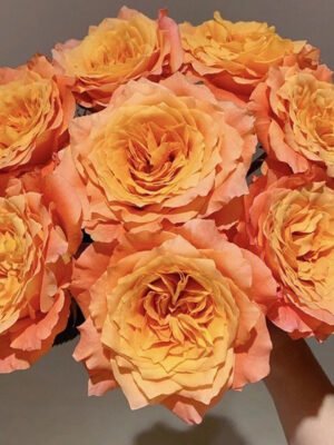 rose fire bird  20pcs/bundle