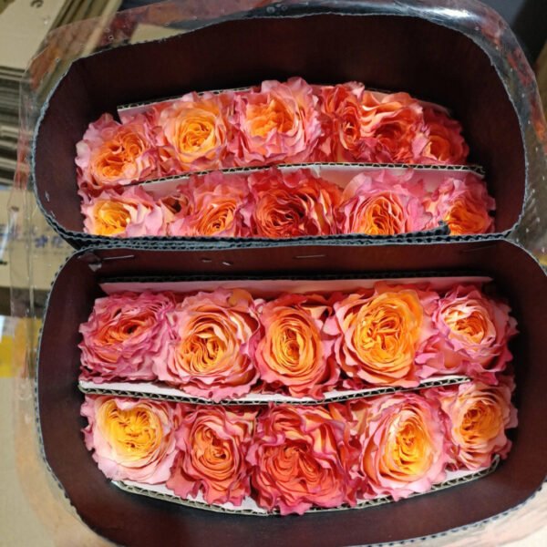 rose fire bird  20pcs/bundle