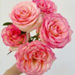 rose aisha 20pcs/bundle