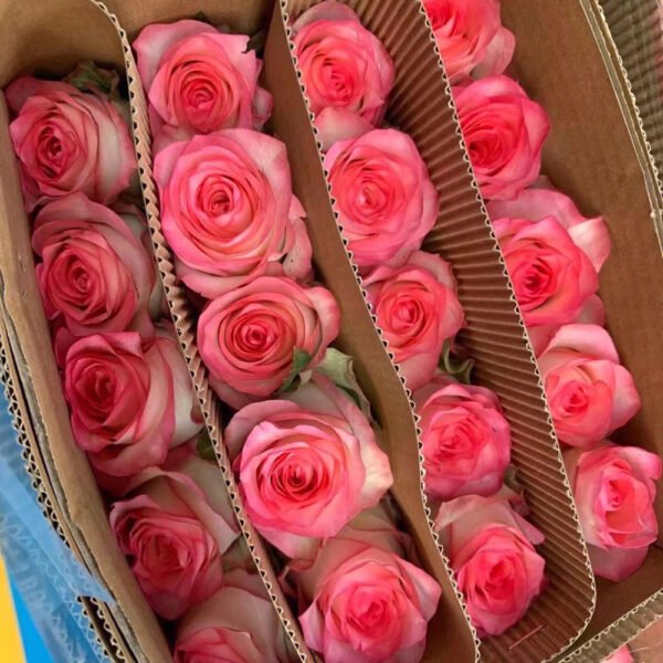 rose aisha 20pcs/bundle