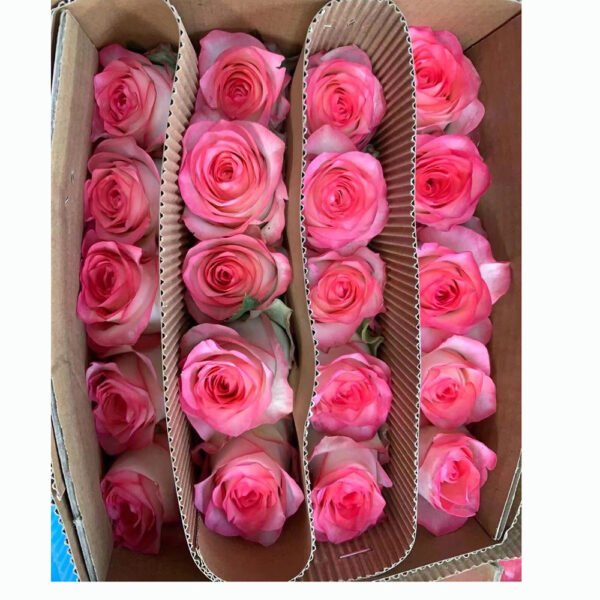 rose aisha 20pcs/bundle