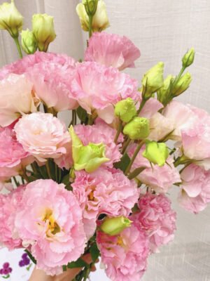 pink Eustoma  600g