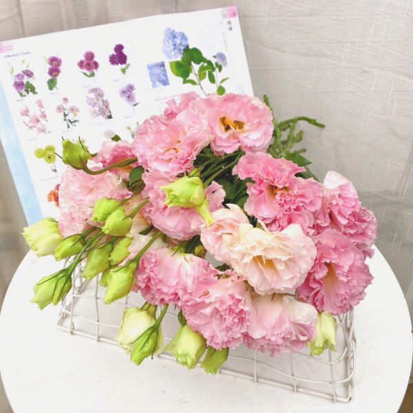 pink Eustoma  600g