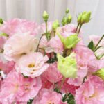 pink Eustoma  600g