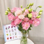 pink Eustoma  600g