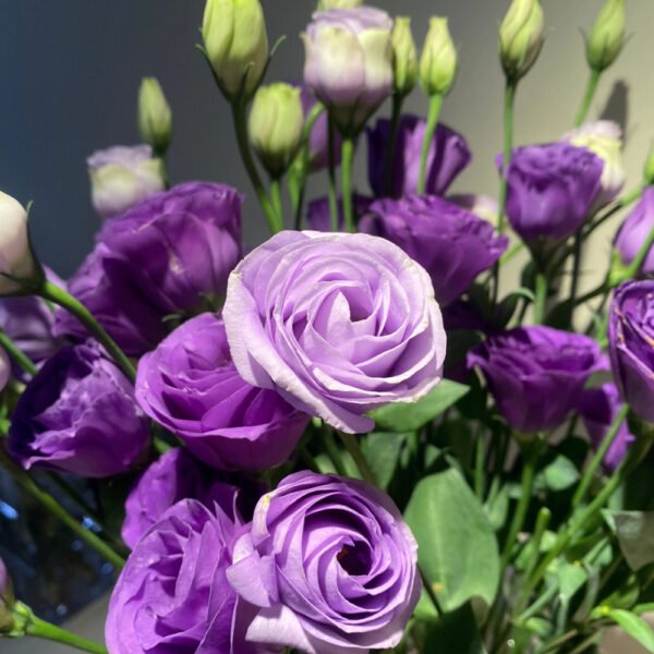 purple Eustoma  600g/bundle