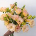 New Champagne Eustoma