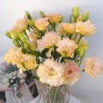 New Champagne Eustoma