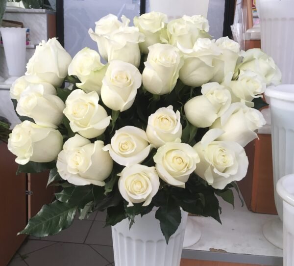 白雪山 rose Snow Mountain, Bai Xueshan 20pcs/bundle