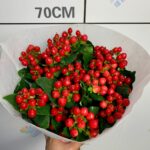 火龙珠 Hypericum berry