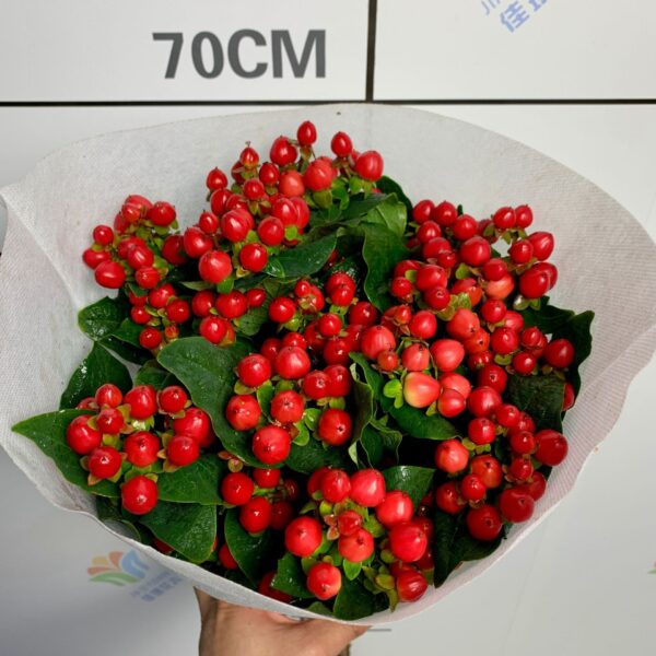 火龙珠 Hypericum berry