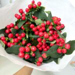 火龙珠 Hypericum berry