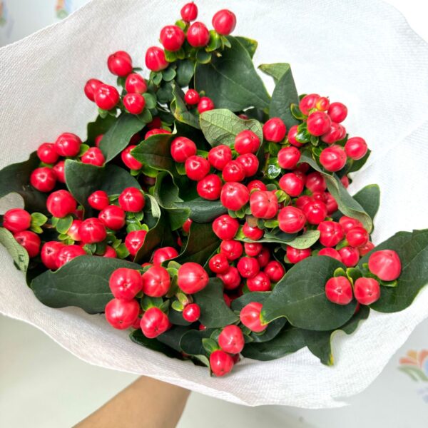 火龙珠 Hypericum berry