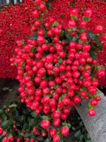 火龙珠 Hypericum berry