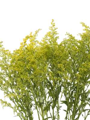 aster-solidago-globalrose-2