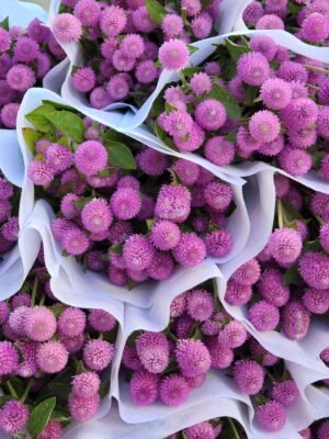 千日红common globe amaranth