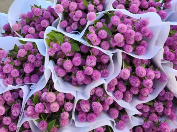 千日红common globe amaranth