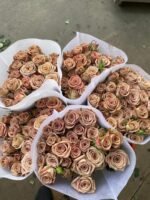 卡布奇诺 cappuccino spray rose fresh cutflower China supplier