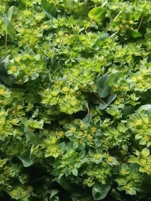 Bupleurum rotundifolium