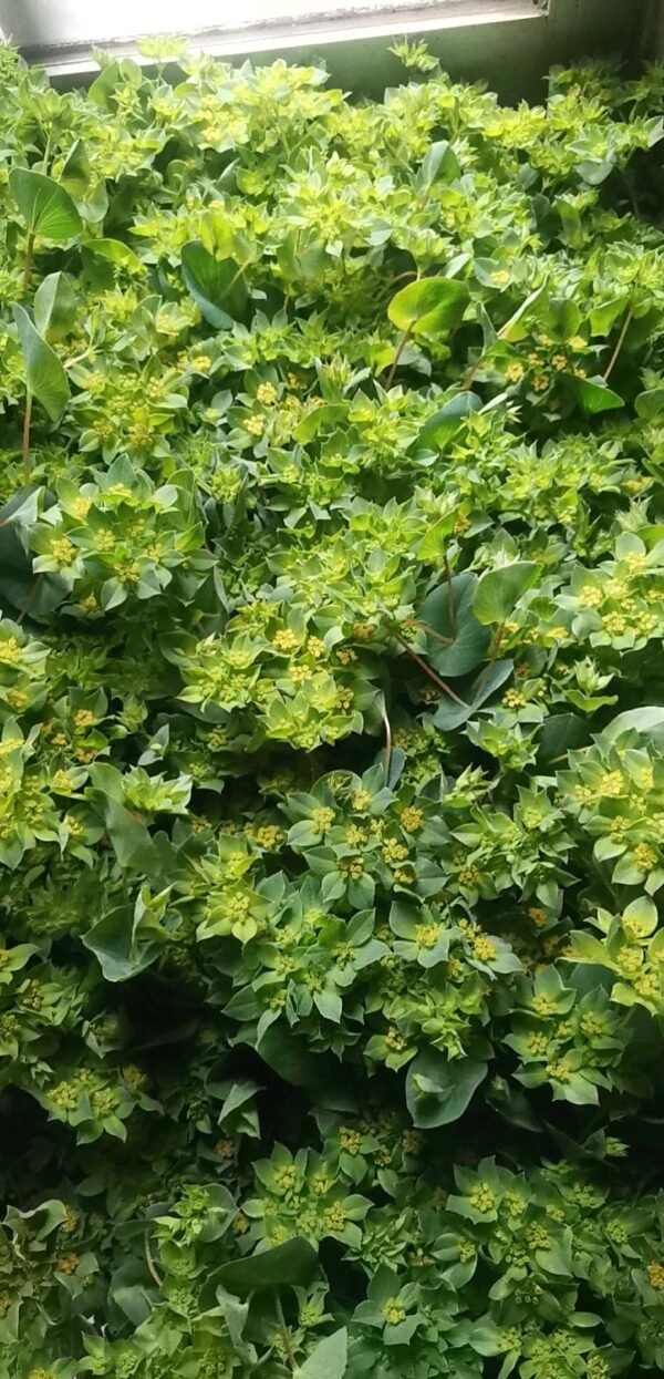 Bupleurum rotundifolium