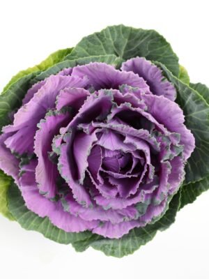 Wild Cabbage purple