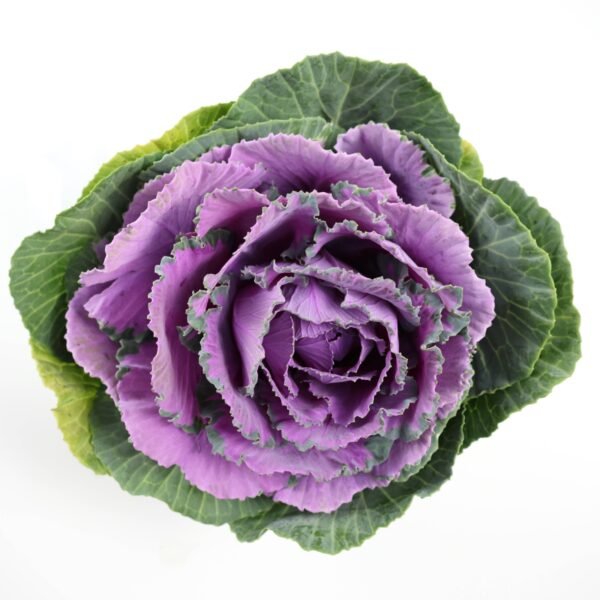 Wild Cabbage purple