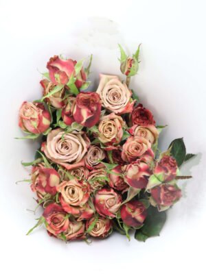 卡布奇诺 cappuccino spray rose fresh cutflower China supplier