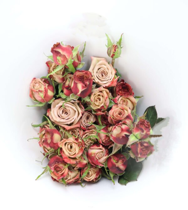 卡布奇诺 cappuccino spray rose fresh cutflower China supplier