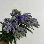 spray sage purple  10pcs/bundle 0.4kg