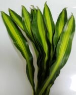 Dracaena draco leaf