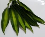 Dracaena draco leaf