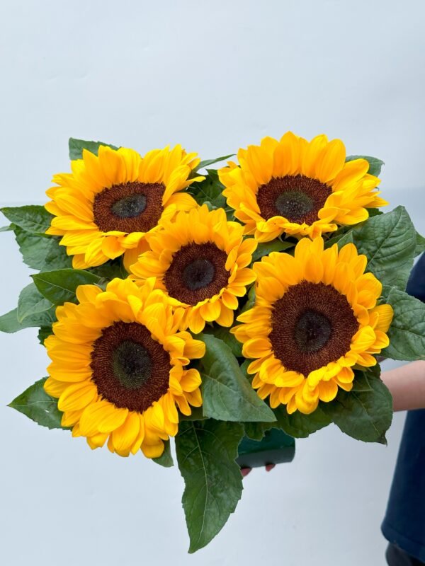 black heart sunflower 5pcs/bundle