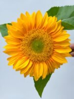 green heart sunflower 5pcs/bundle