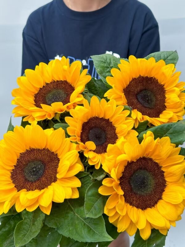 black heart sunflower 5pcs/bundle