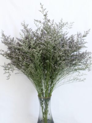 Limonium Purple