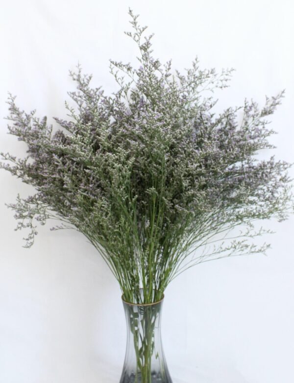 Limonium Purple