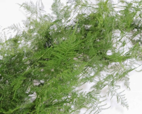 common asparagus fern 文竹10pcs/bundle