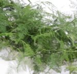 common asparagus fern 文竹10pcs/bundle