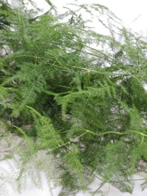 common asparagus fern 文竹10pcs/bundle