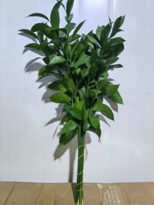 Ruscus/orange leaf   length 50-70cm