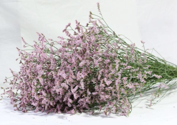 Limonium 1kg/bundle