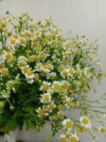洋甘菊Daisy  weight 0.3-0.5kg 4-8pcs/bundle
