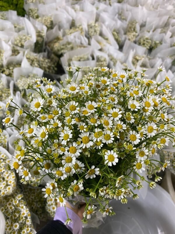 洋甘菊Daisy  weight 0.3-0.5kg 4-8pcs/bundle