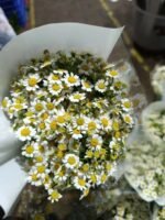 Daisy  weight 0.3-0.5kg 4-8pcs/bundle