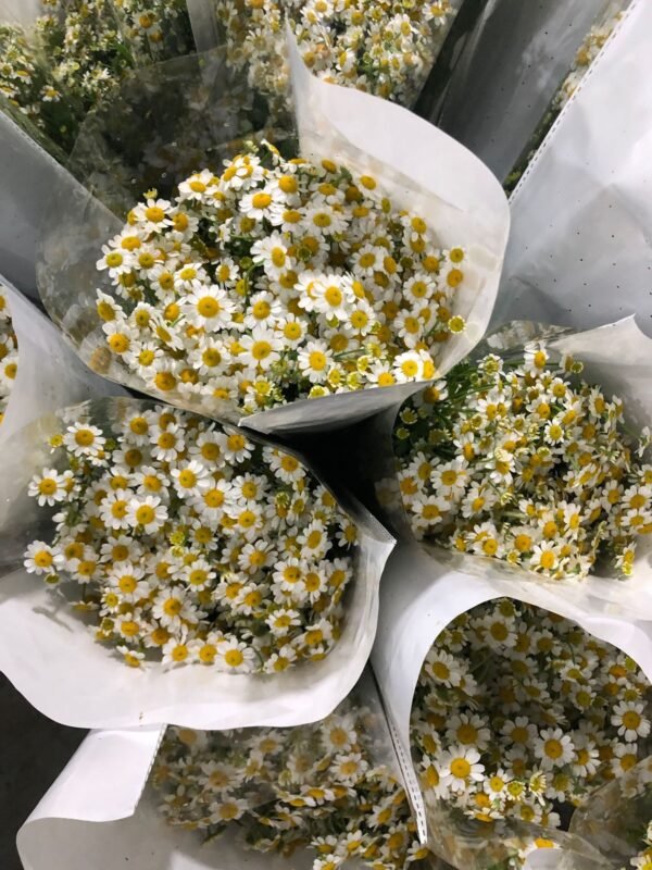 洋甘菊Daisy  weight 0.3-0.5kg 4-8pcs/bundle