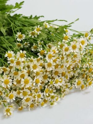 Daisy  weight 0.3-0.5kg 4-8pcs/bundle