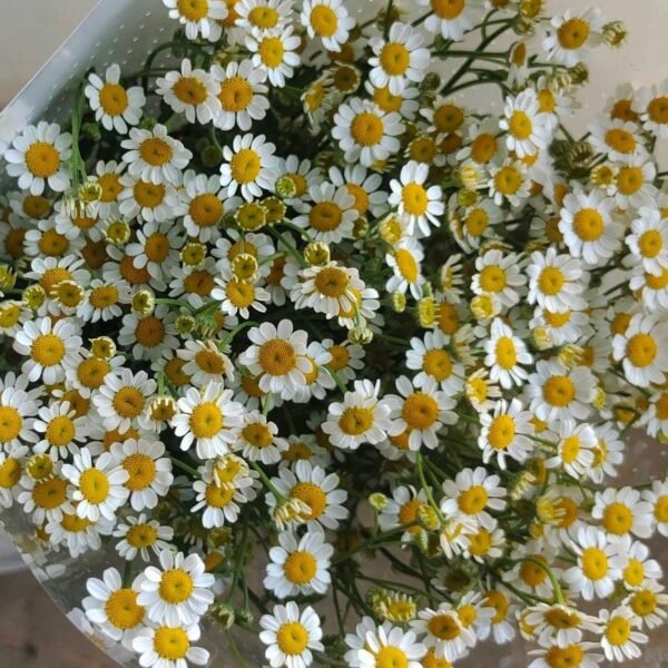 洋甘菊Daisy  weight 0.3-0.5kg 4-8pcs/bundle