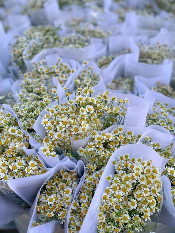 洋甘菊Daisy  weight 0.3-0.5kg 4-8pcs/bundle