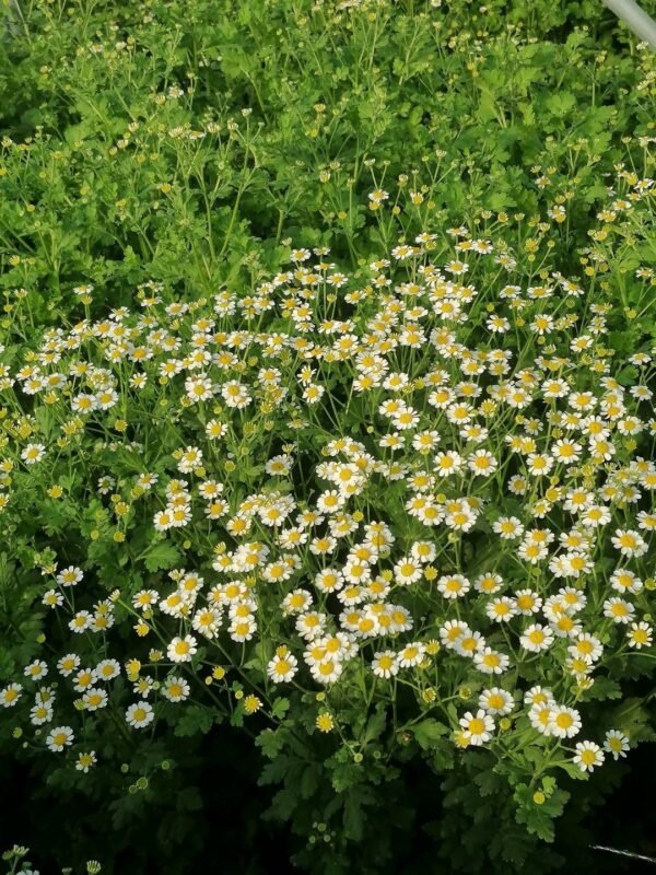 洋甘菊Daisy  weight 0.3-0.5kg 4-8pcs/bundle